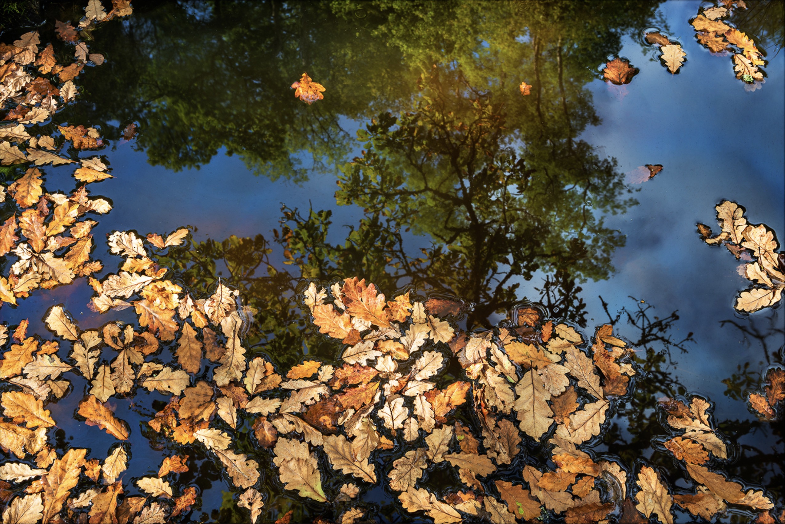 Reflections of autumn | Cheam Camera Club